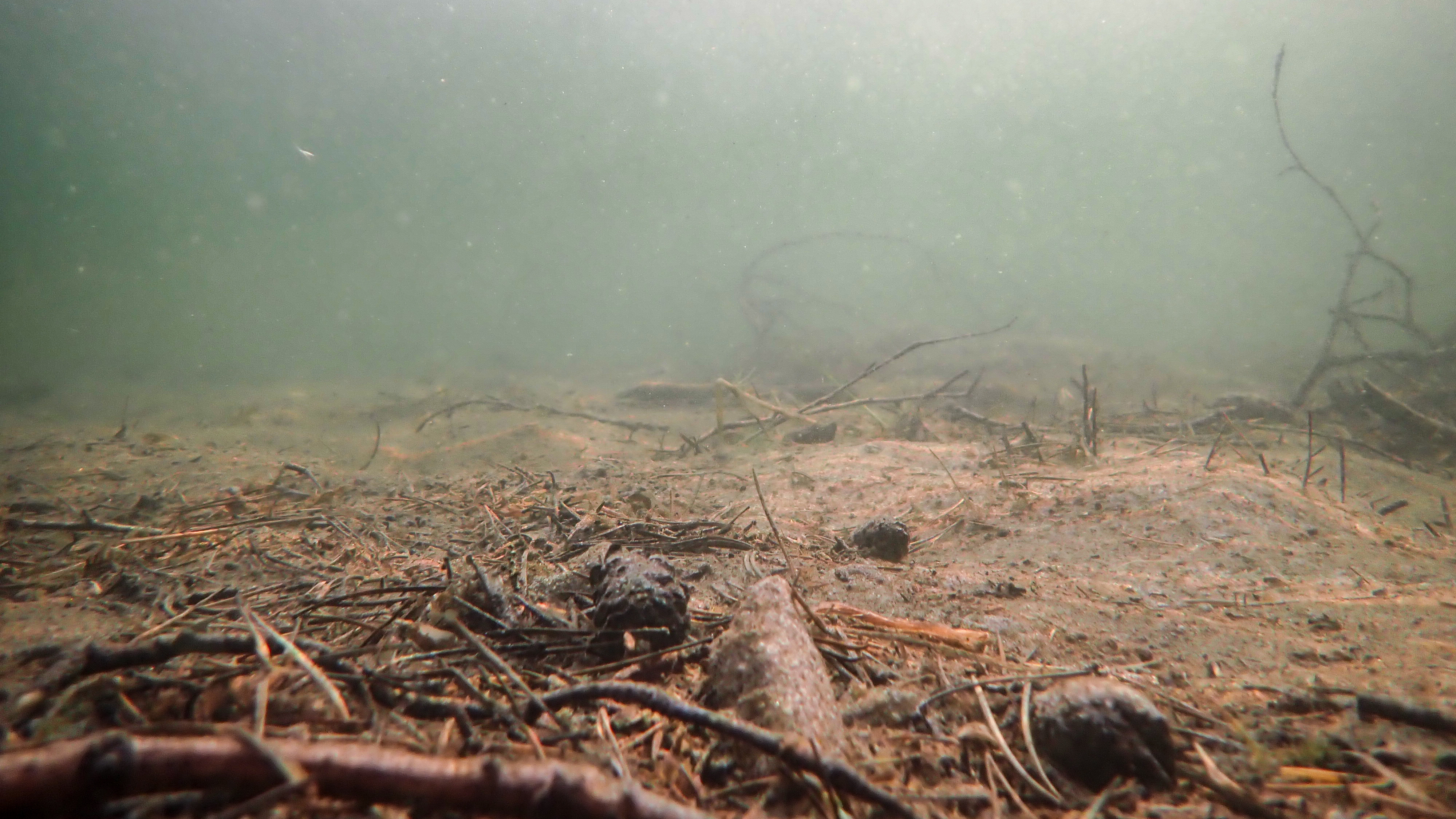 En undervattensvy av ett sandområde med träd och grenar.